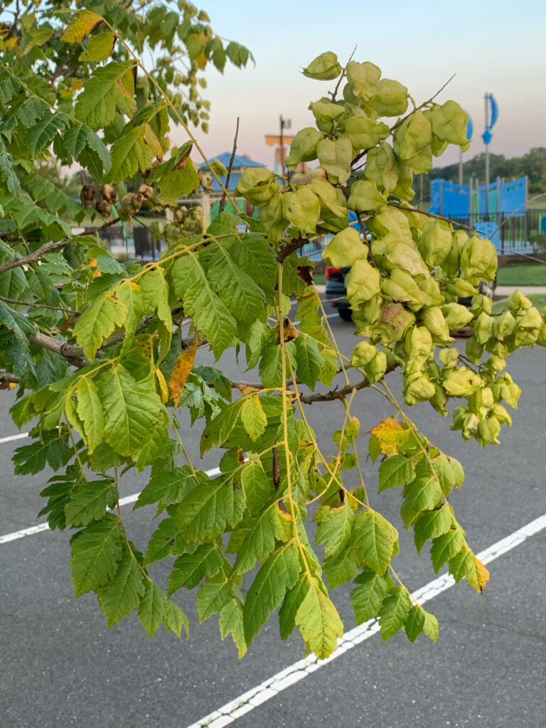 a tree with green leaves (MyCoast AI)