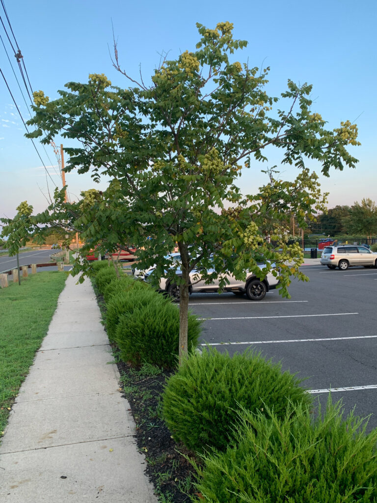 a tree next to a road (MyCoast AI)