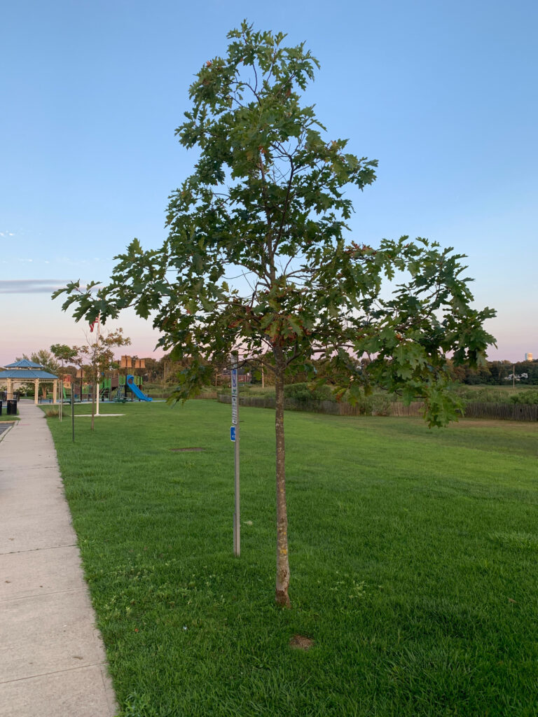 a tree in a park (MyCoast AI)