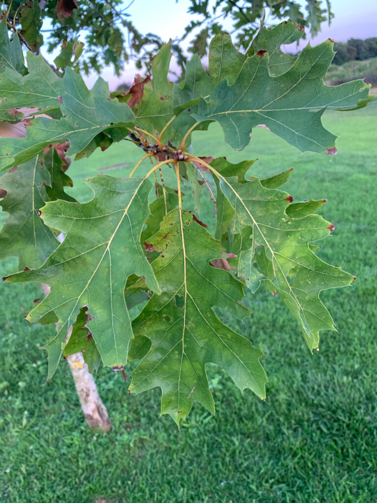 a close-up of a leaf (MyCoast AI)