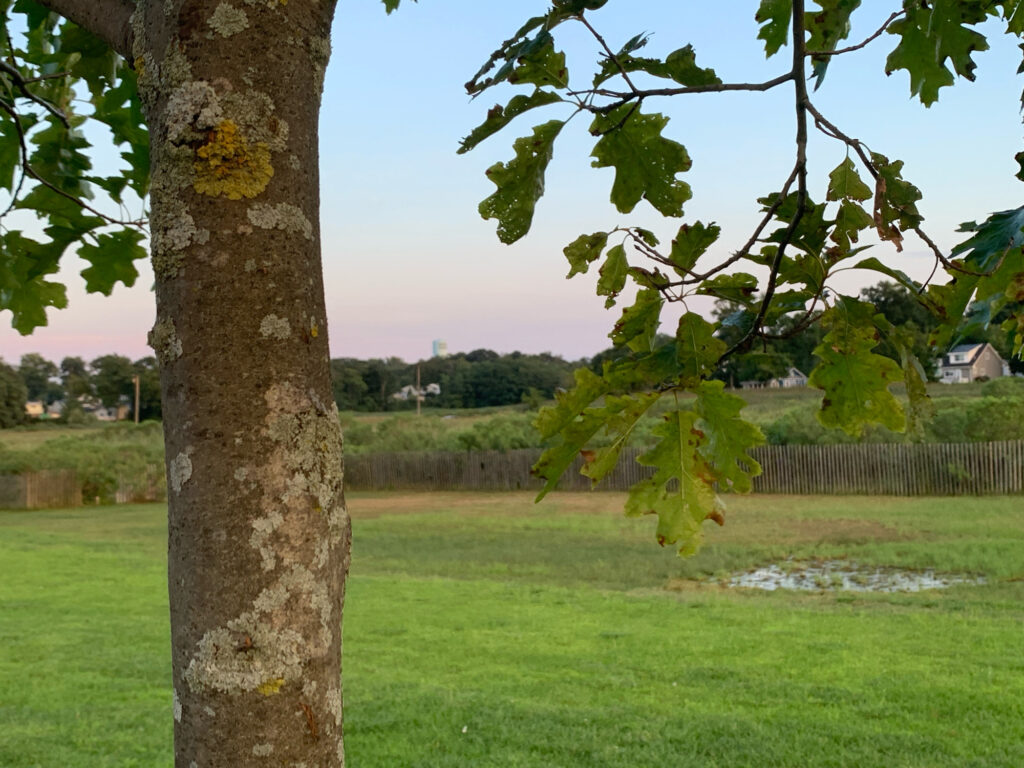 a tree in a field (MyCoast AI)
