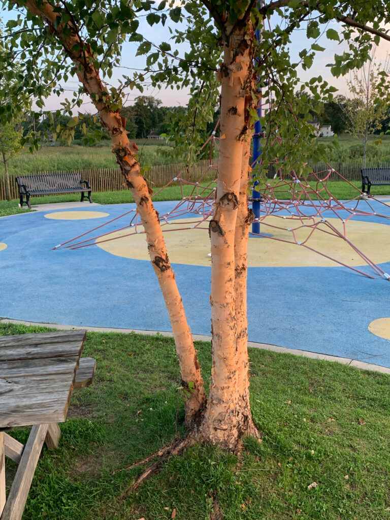 a tree next to a pool (MyCoast AI)