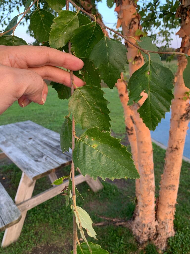 a hand holding a leaf (MyCoast AI)