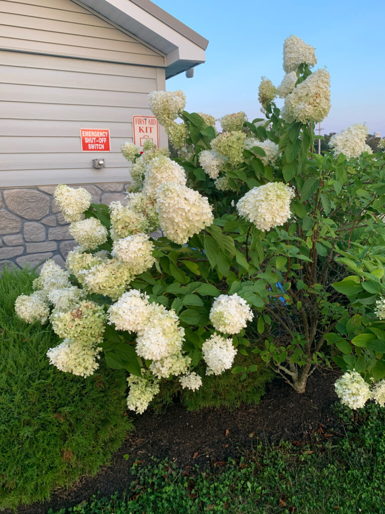 a bush with white flowers (MyCoast AI)