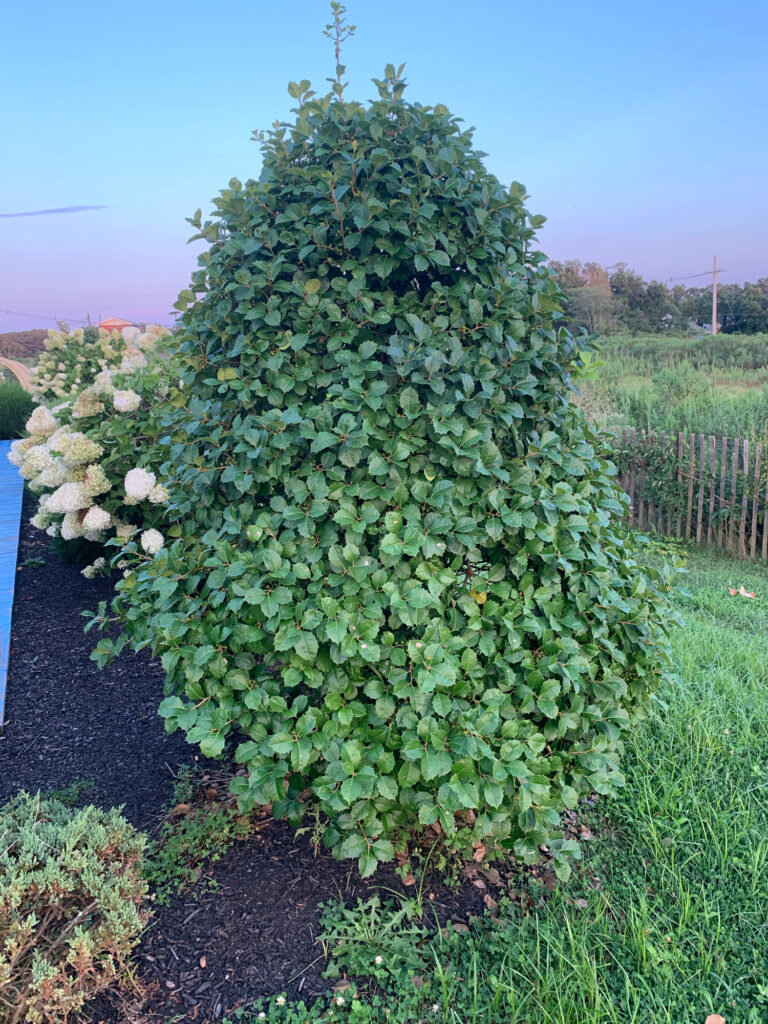 a tree in a field (MyCoast AI)