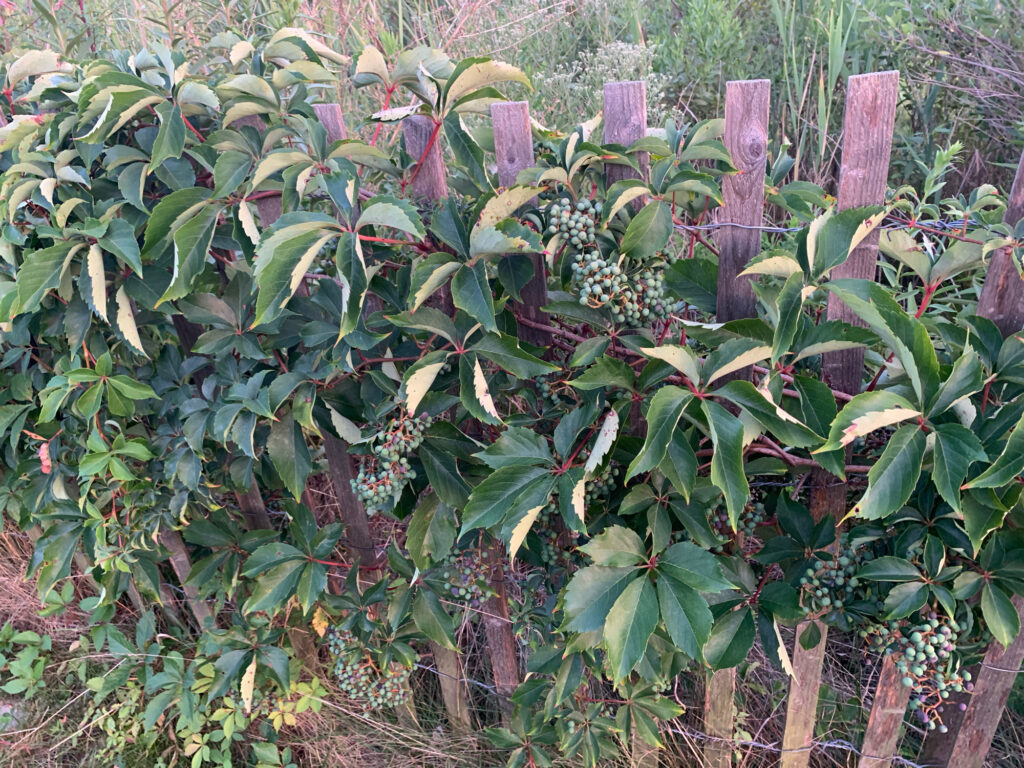 a group of plants with green leaves (MyCoast AI)