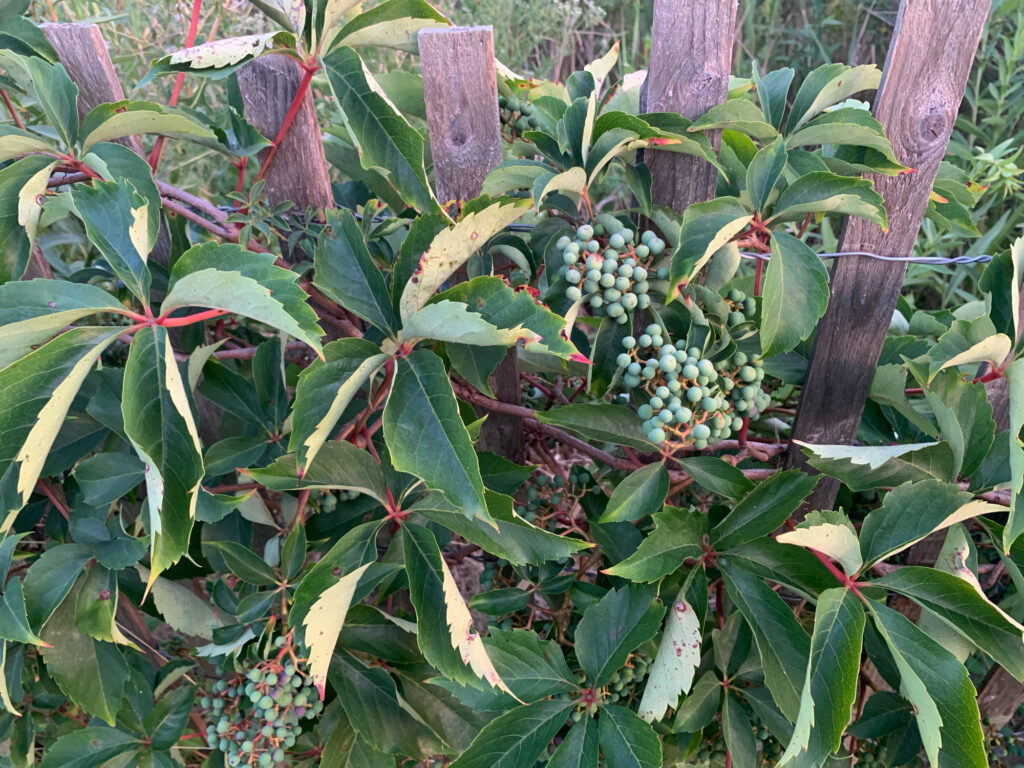 a green plant with many leaves (MyCoast AI)