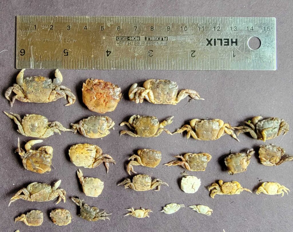 a group of shells (MyCoast AI)