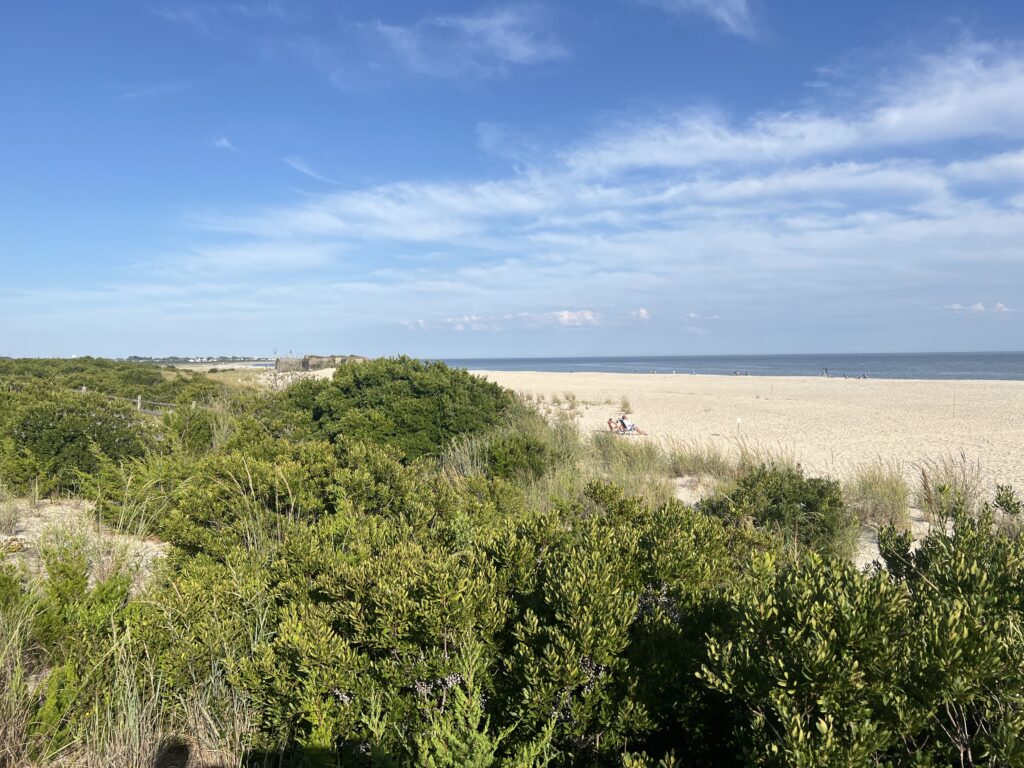a sandy beach with bushes and trees (MyCoast AI)