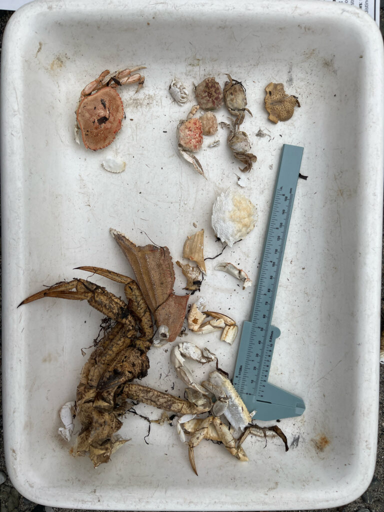 a tray of bones (MyCoast AI)