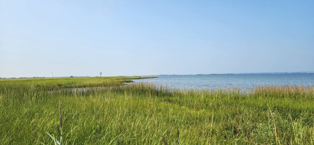 a grassy area next to a body of water (MyCoast AI)