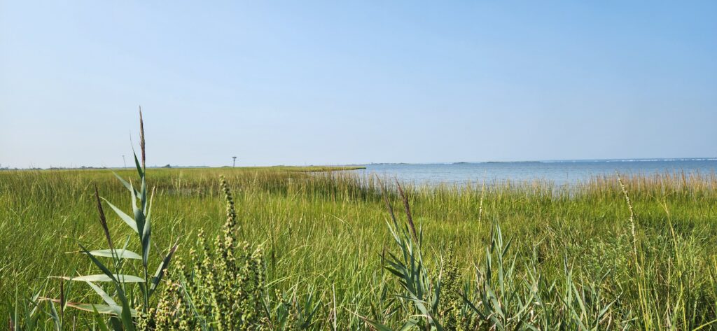 a field of grass with water in the background (MyCoast AI)