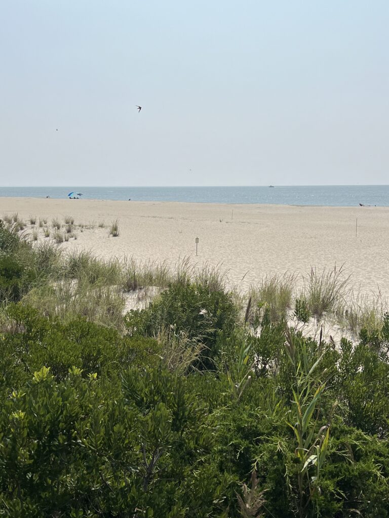 a beach with plants and water in the background (MyCoast AI)