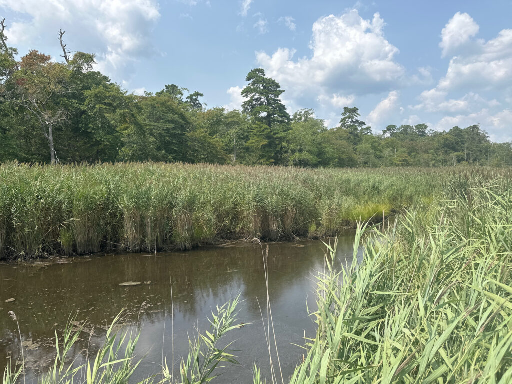 a body of water surrounded by grass and trees (MyCoast AI)