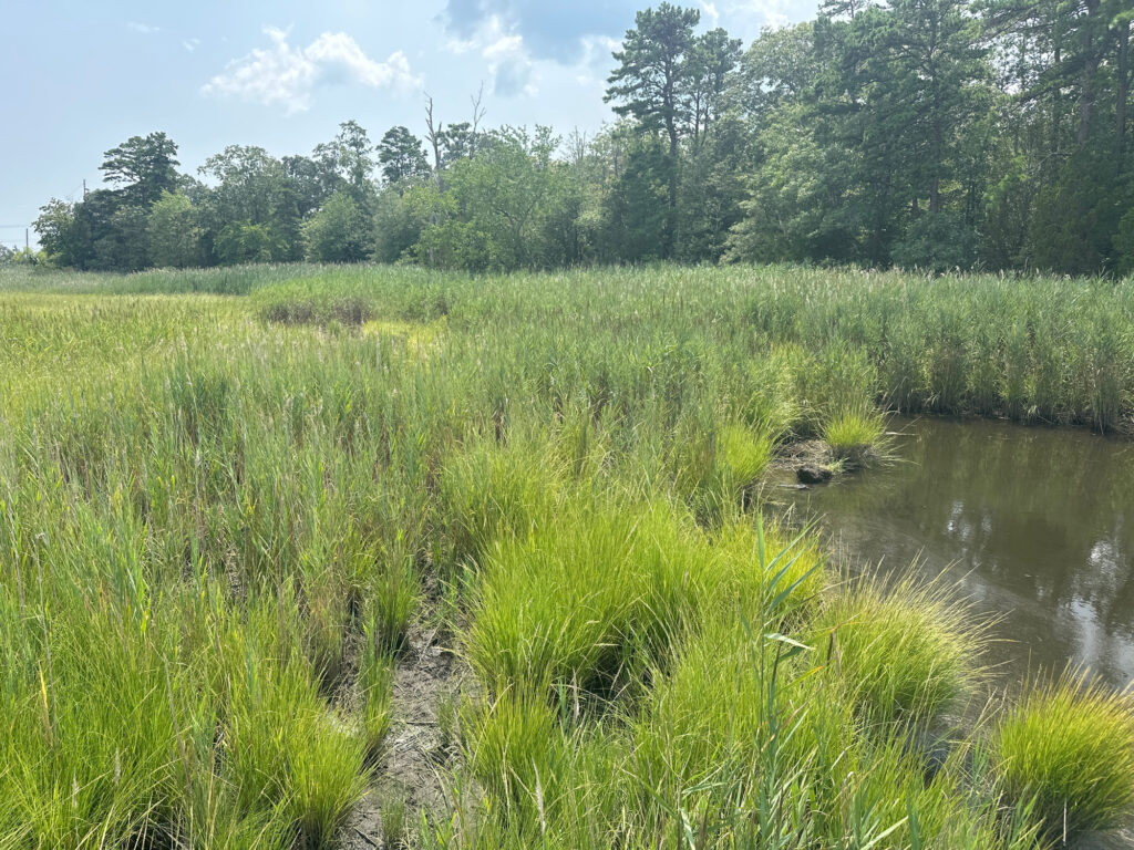 a stream of water surrounded by grass and trees (MyCoast AI)