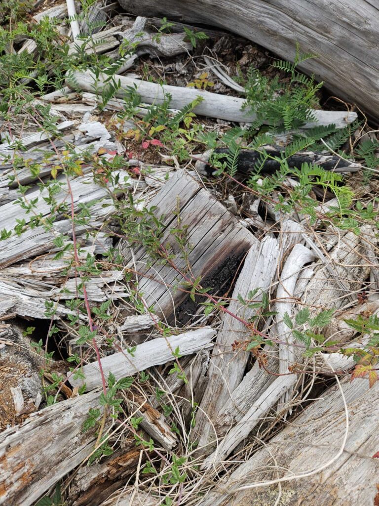 a pile of wood (MyCoast AI)