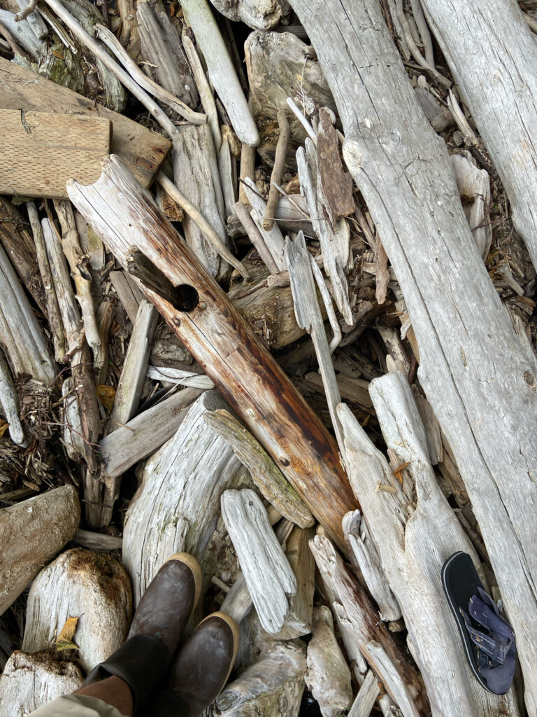 a pile of cut logs (MyCoast AI)