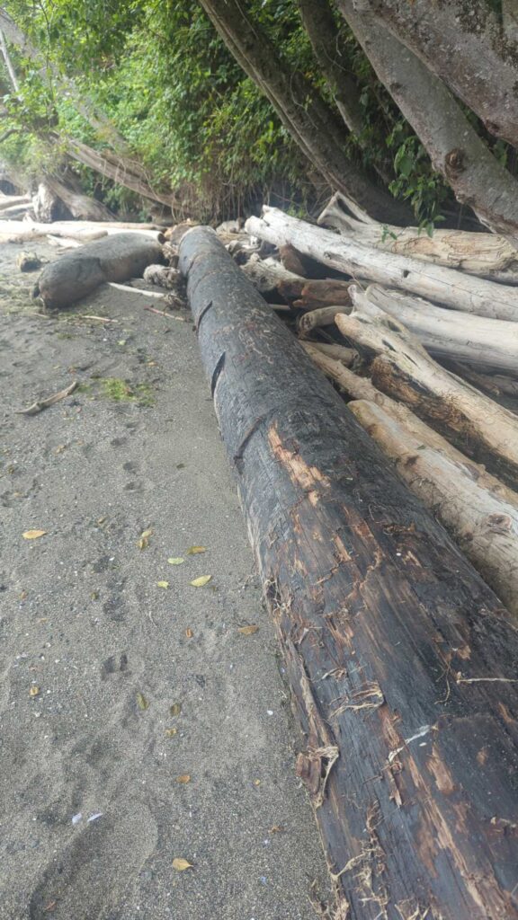 a group of logs on the ground (MyCoast AI)
