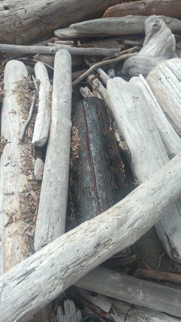 a group of logs (MyCoast AI)