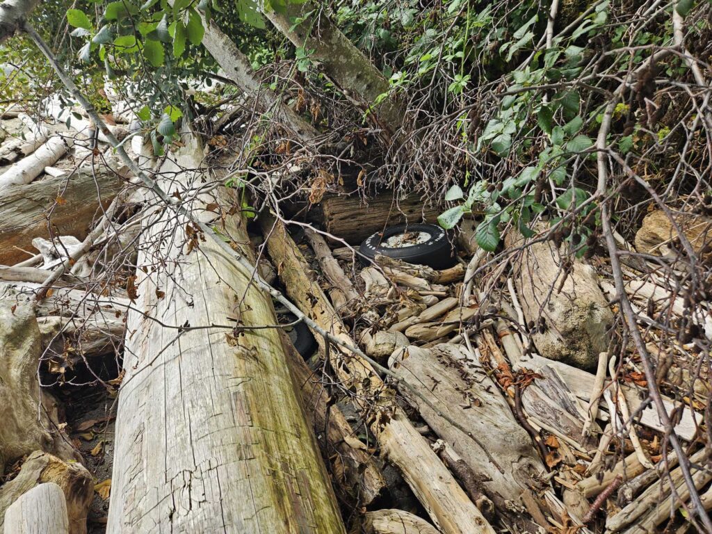a pile of sticks and branches (MyCoast AI)