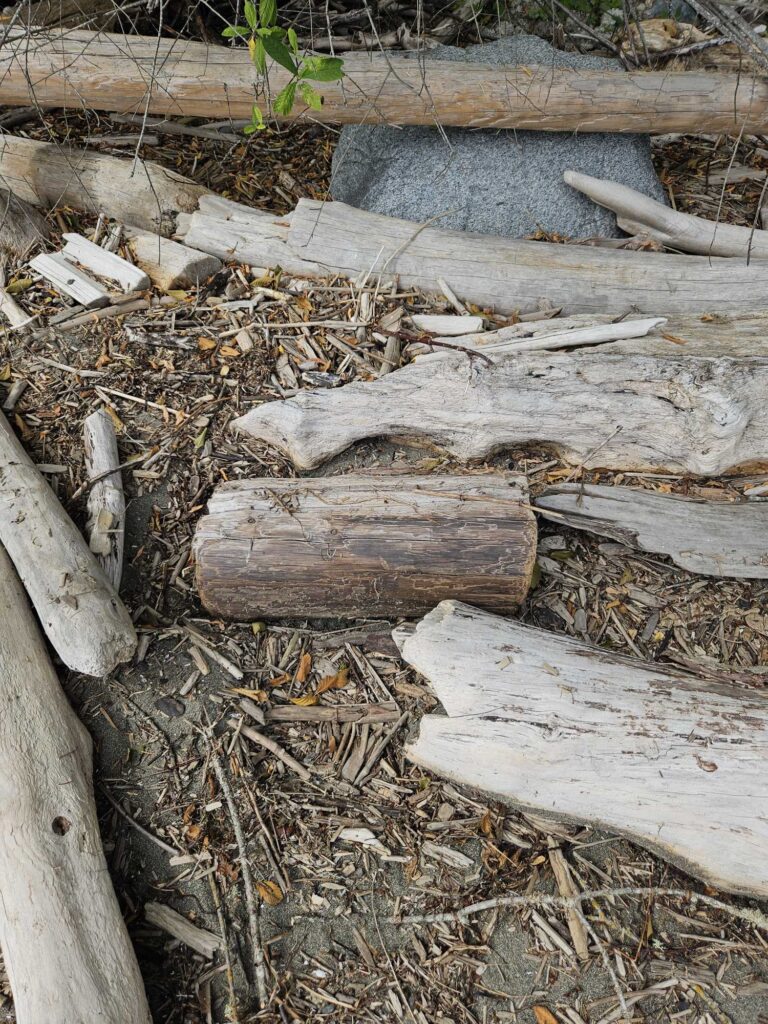 a pile of wood (MyCoast AI)