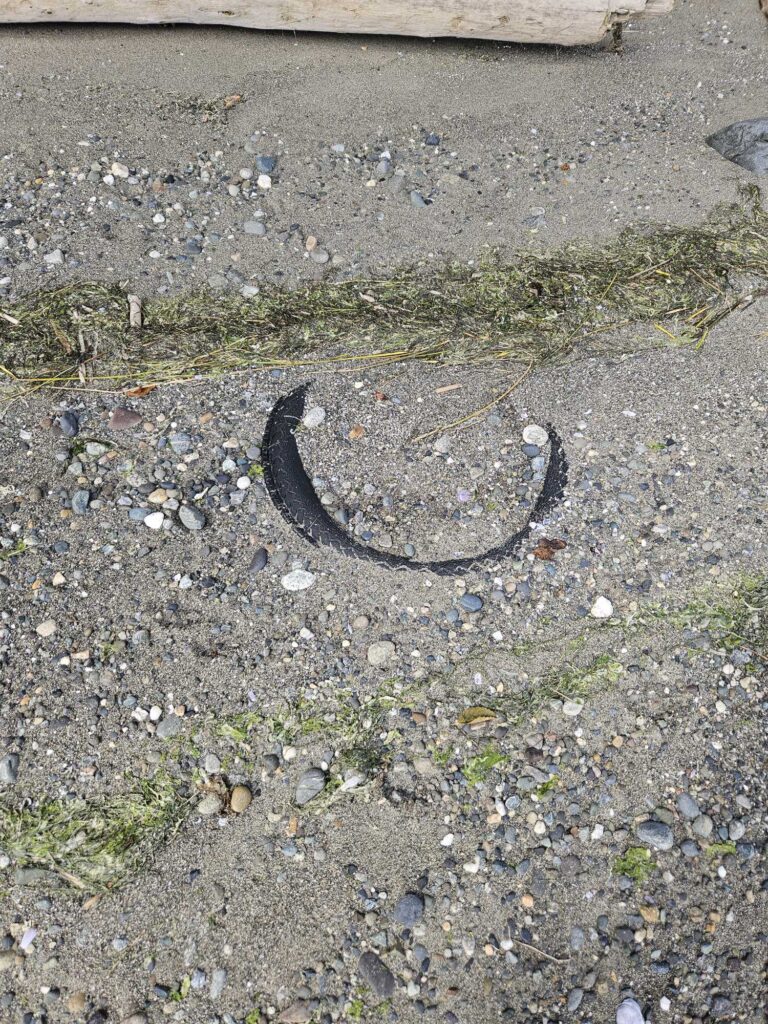 a snake on the ground (MyCoast AI)