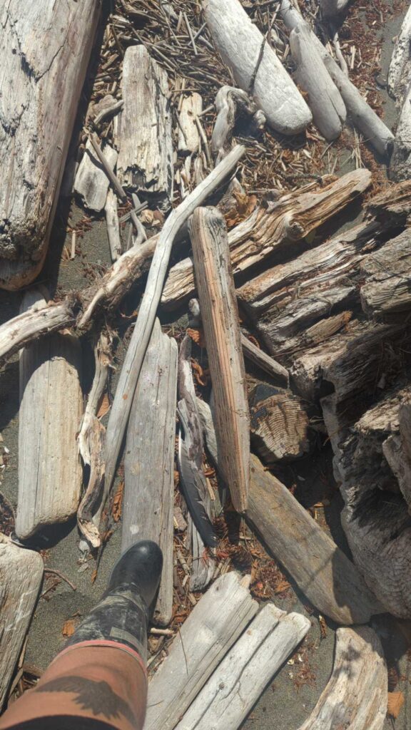 a person's feet on a pile of cut logs (MyCoast AI)