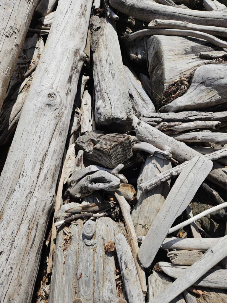 a group of turtles in a log (MyCoast AI)