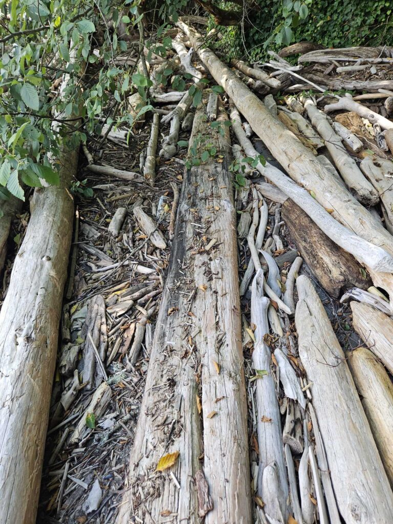 a group of trees with bark (MyCoast AI)