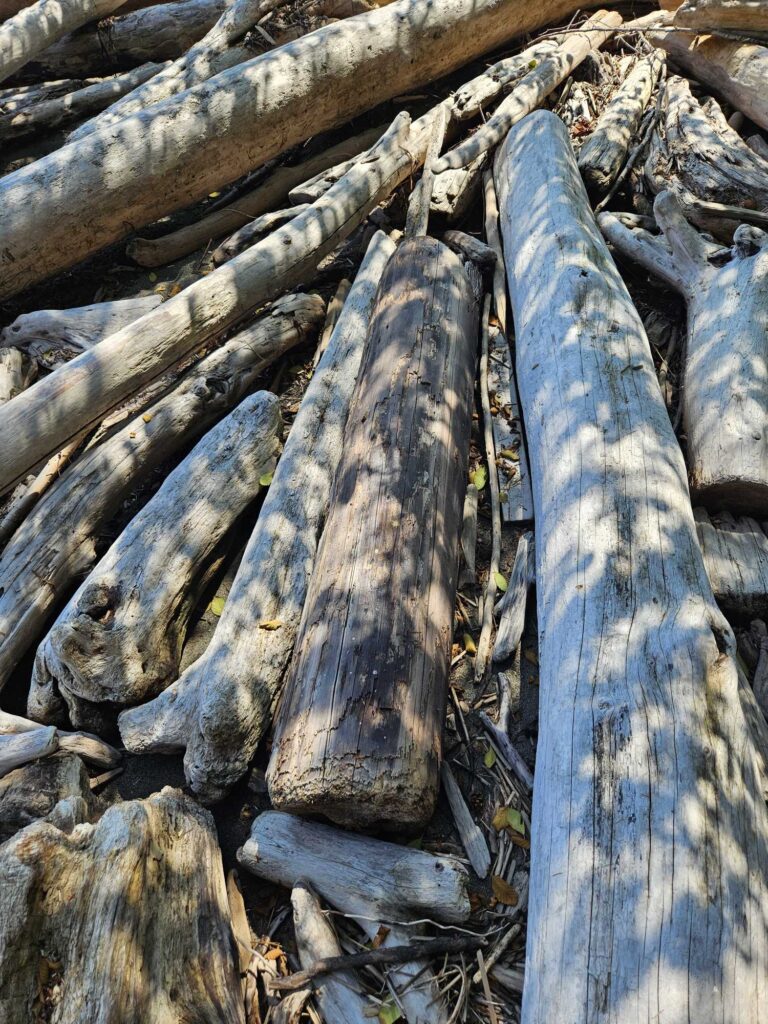 a group of logs (MyCoast AI)