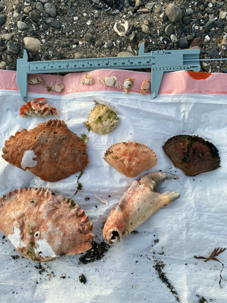 a plate of food (MyCoast AI)