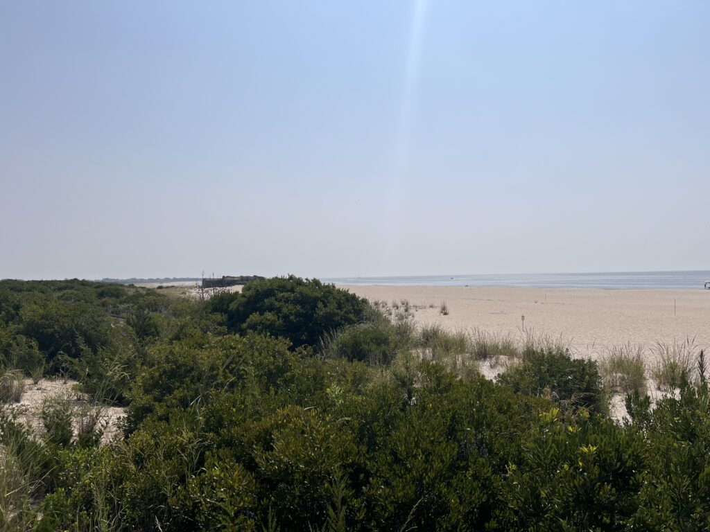 a beach with trees and bushes (MyCoast AI)