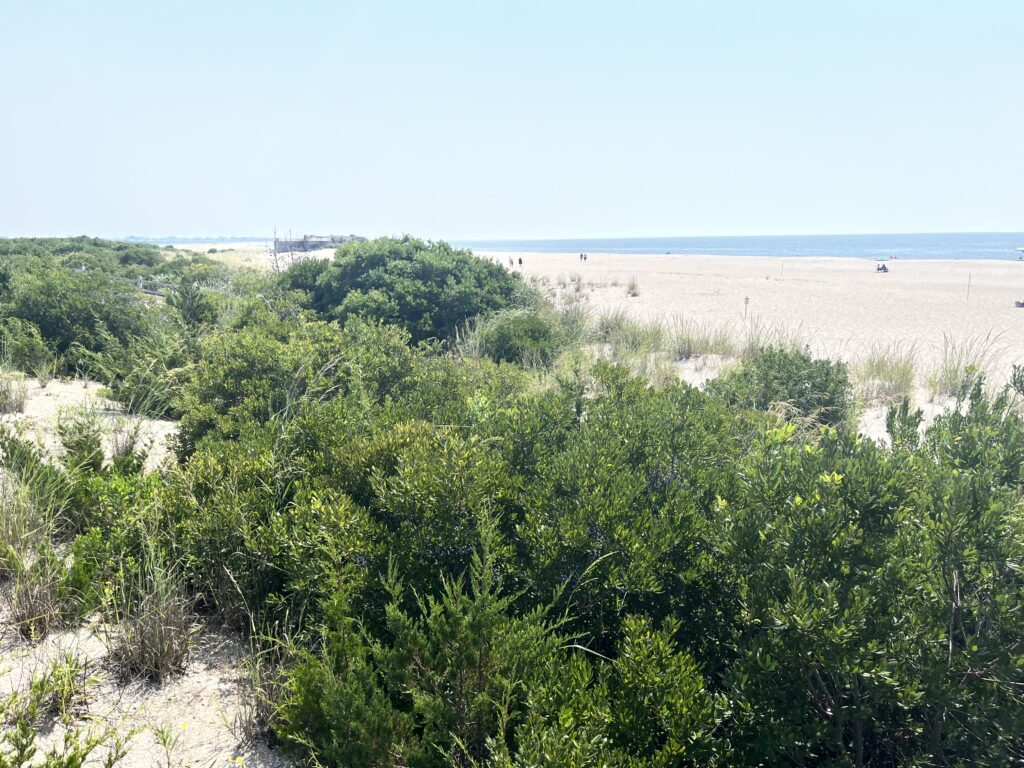 a landscape with trees and bushes (MyCoast AI)