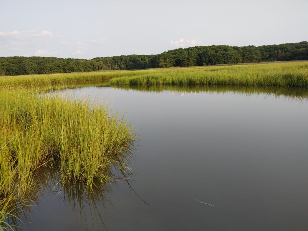 a body of water with grass and trees in the background (MyCoast AI)