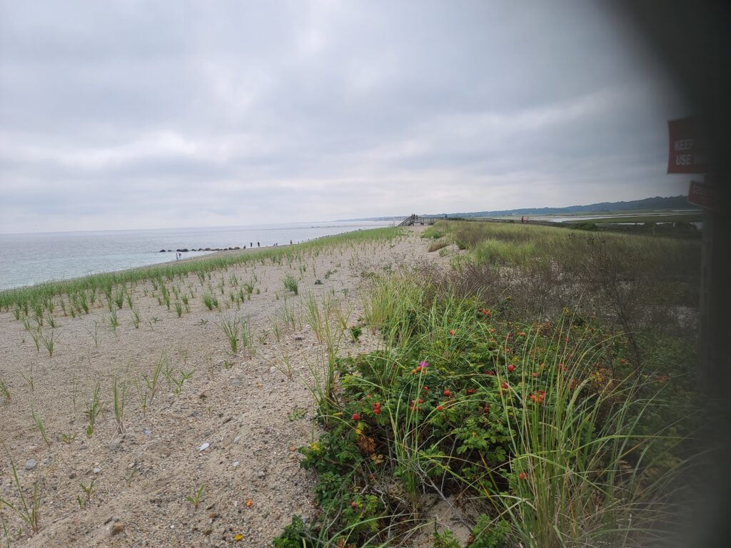 a path with plants and flowers by the water (MyCoast AI)