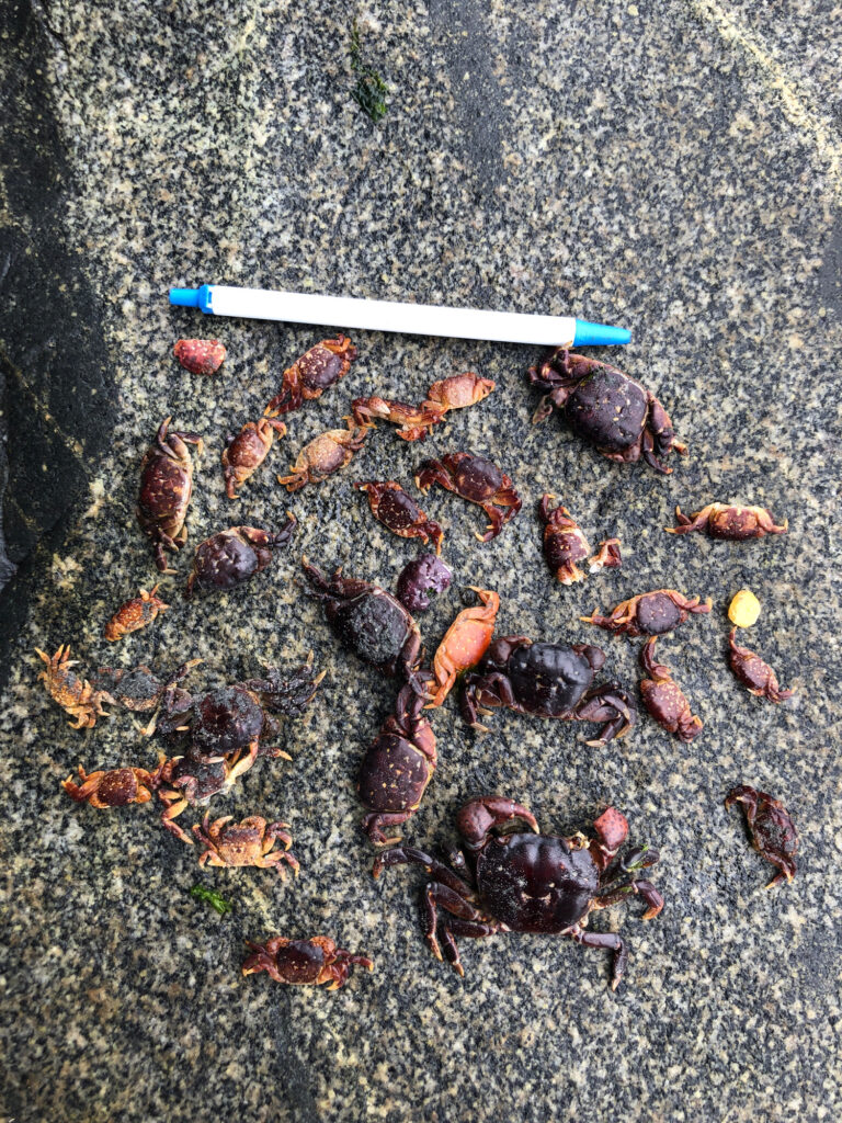 a cigarette on the ground (MyCoast AI)