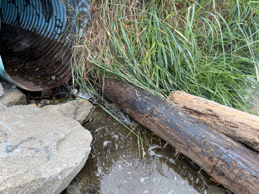 a log in the water (MyCoast AI)