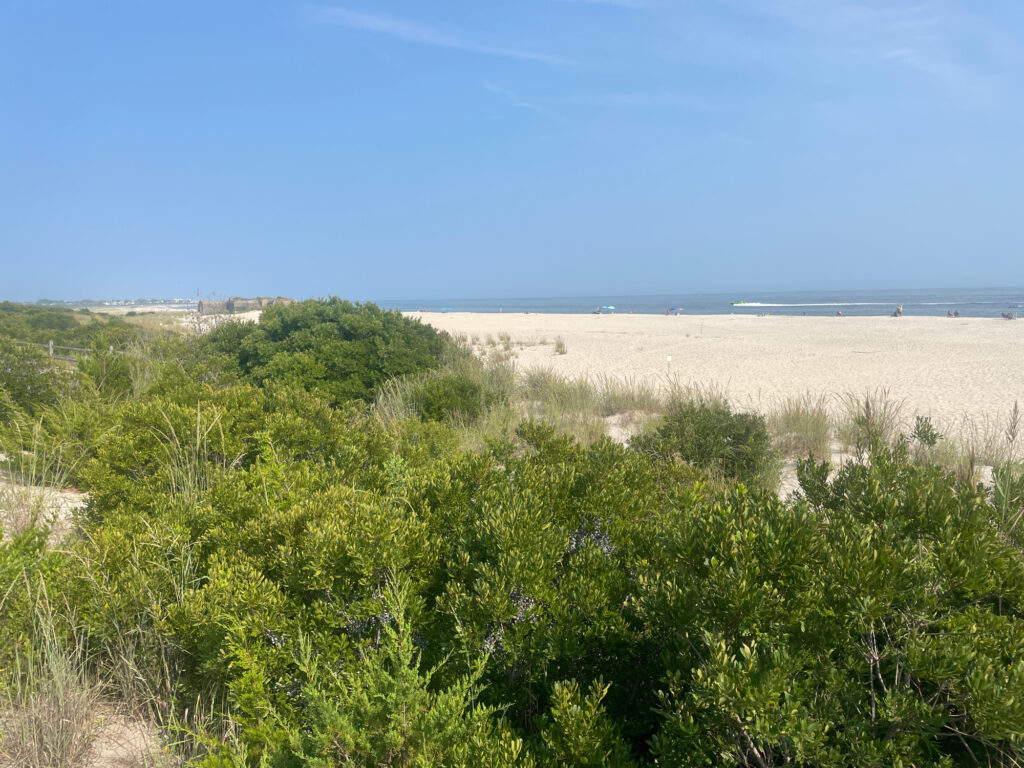 a field of green plants (MyCoast AI)