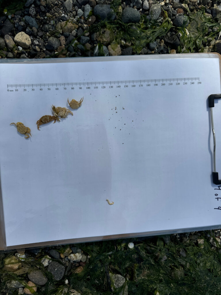 a white rectangular object with brown and black insects on it (MyCoast AI)