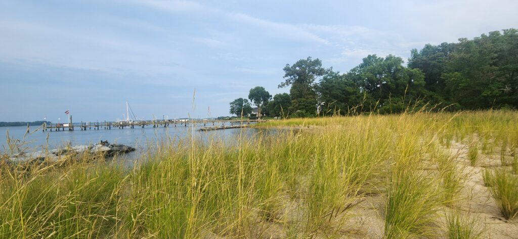 a path next to a body of water with grass and trees on the side (MyCoast AI)