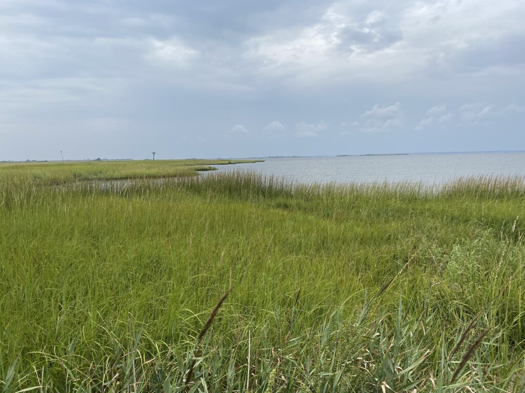 a grassy area with water in the background (MyCoast AI)
