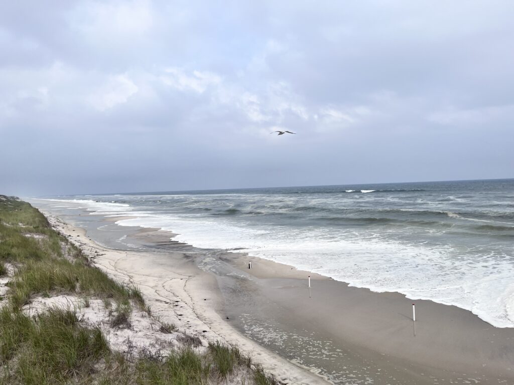 a bird flying over a beach (MyCoast AI)