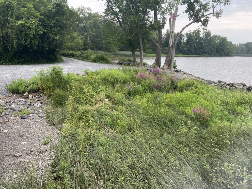 a river with grass and trees (MyCoast AI)