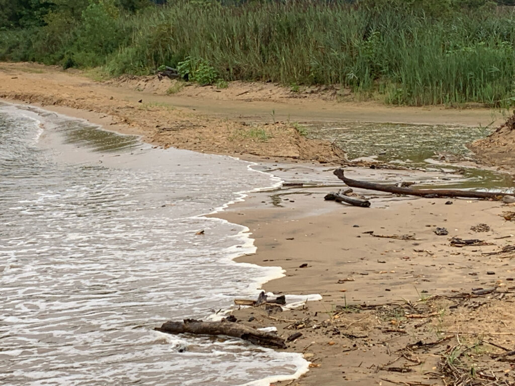 a river with a few alligators (MyCoast AI)