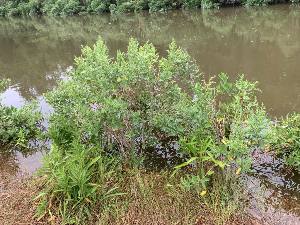 a pond with plants and trees around it (MyCoast AI)