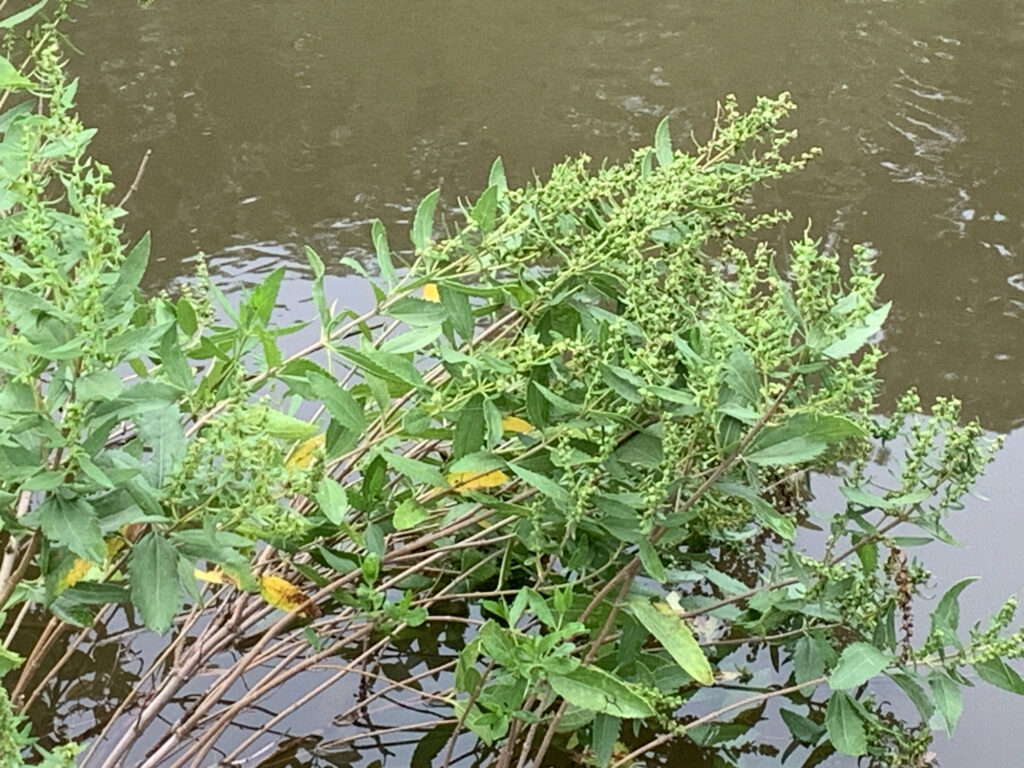 a group of plants next to a body of water (MyCoast AI)