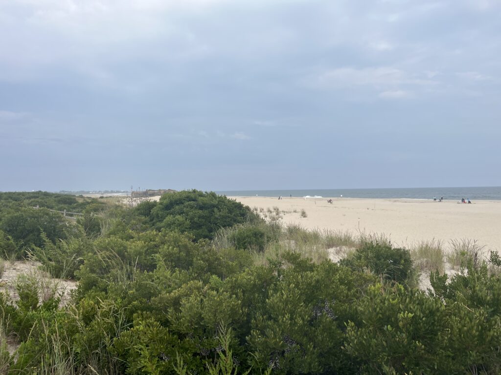 a beach with bushes and trees (MyCoast AI)