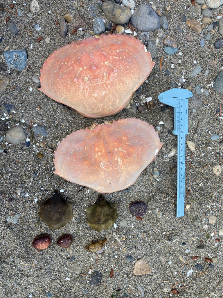a couple of pieces of meat on a rocky surface (MyCoast AI)