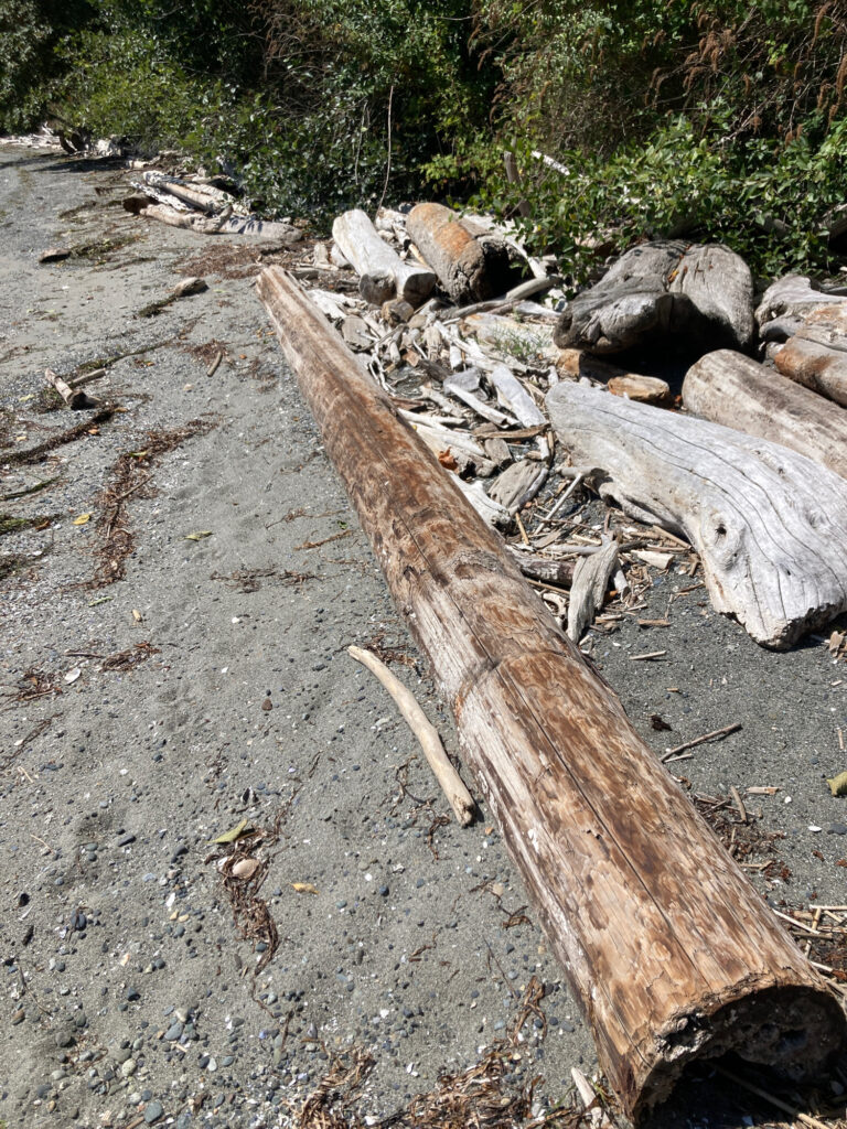 a group of logs on the ground (MyCoast AI)