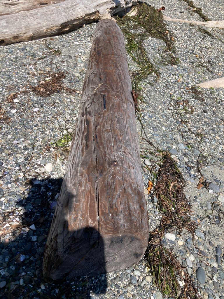 a tree trunk on a rocky ground (MyCoast AI)